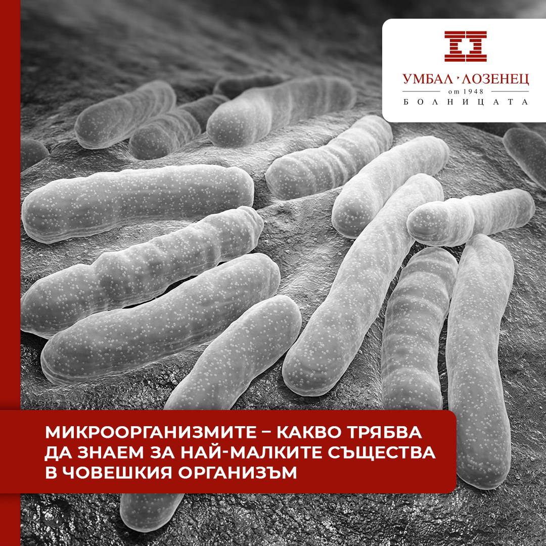Микроорганизмите – какво трябва да знаем за най-малките същества в човешкия организъм